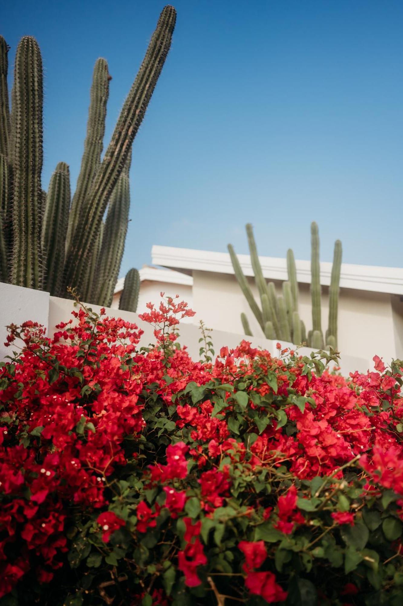 Pura Vida Aruba Appartement Palma نورد المظهر الخارجي الصورة