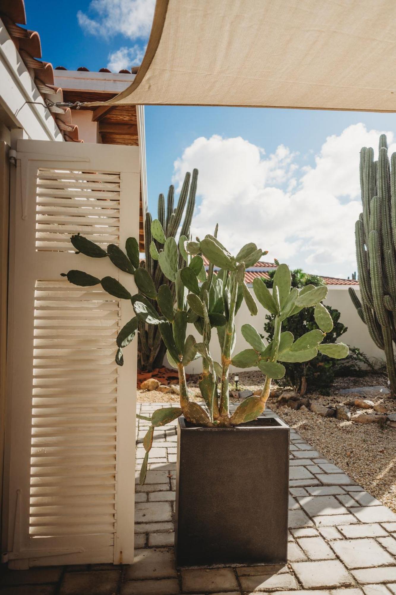 Pura Vida Aruba Appartement Palma نورد المظهر الخارجي الصورة